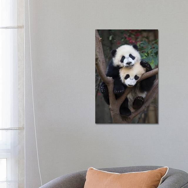 Giant Panda Six-to-Eight Month Old Cubs in Tree, Chengdu, China by Suzi Eszterhas - Wrapped Canvas Photograph (66.04 cm H x 45.72 cm W x 3.175 cm D)