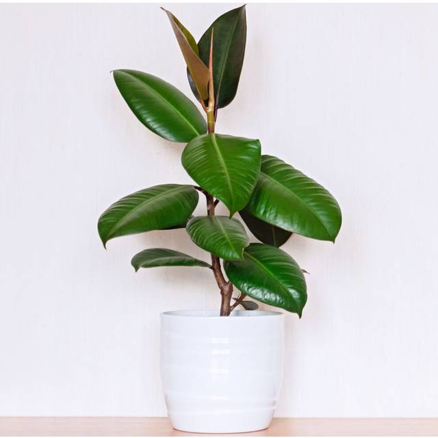 Ficus Robusta (12cm) V5