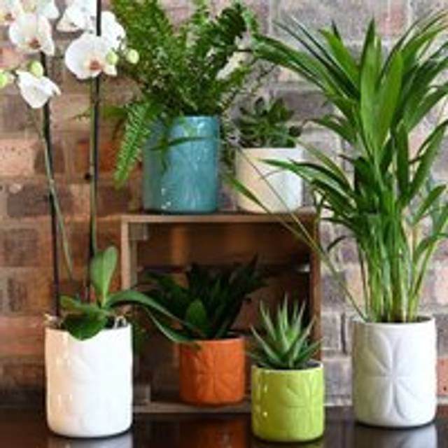 Navigate Carnaby Ceramic Embossed Plant Pot - White