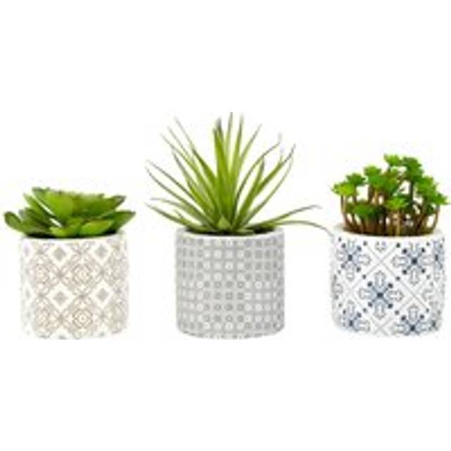 Fiori Set of 3 Succulents in Henna Ceramic Pots - Green - One Size