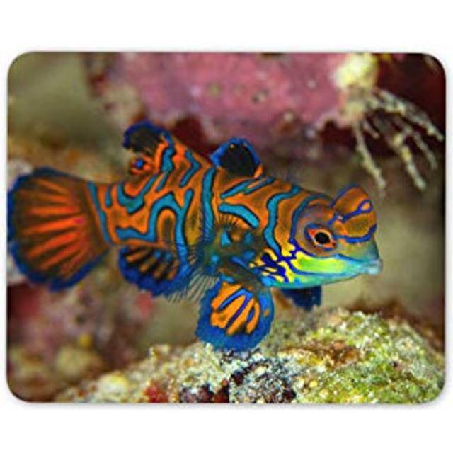 Mandarin Dragonet Tropical Fish Mouse Mat Pad - Aquarium Computer #16200