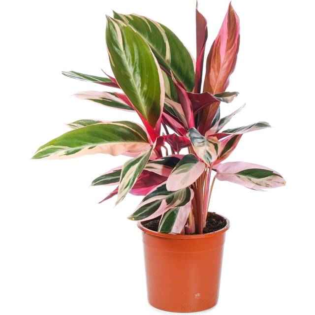 GardenersDream Calathea Stromanthe Triostar Size: 70-80cm (Incl. Pot)