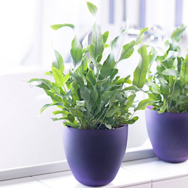 Phlebodium Blue Star Plant Gift | Stunning Indoor Fern (25-35cm Incl. Pot)