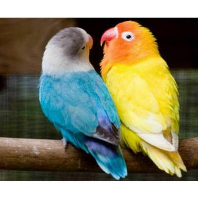 Diamond Embroidery Parrot Couple 5d Diamond Painting Full Round Rhinestones Picture 20X30CM