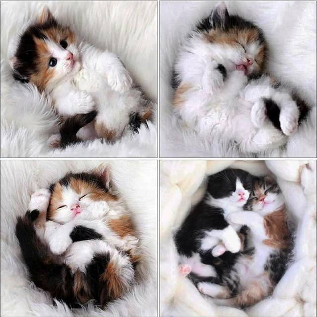 50X50CM Cat Diamond Painting Animal Cross Stitch 5D Diy Diamond Embroidery Kitten Mosaic Children's Room Decor Full Round 50x50CM red