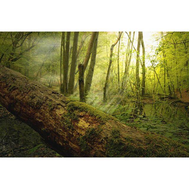 5D DIY Sunlight Diamond Painting Forest Scenery Diamond Embroidery 20X30CM