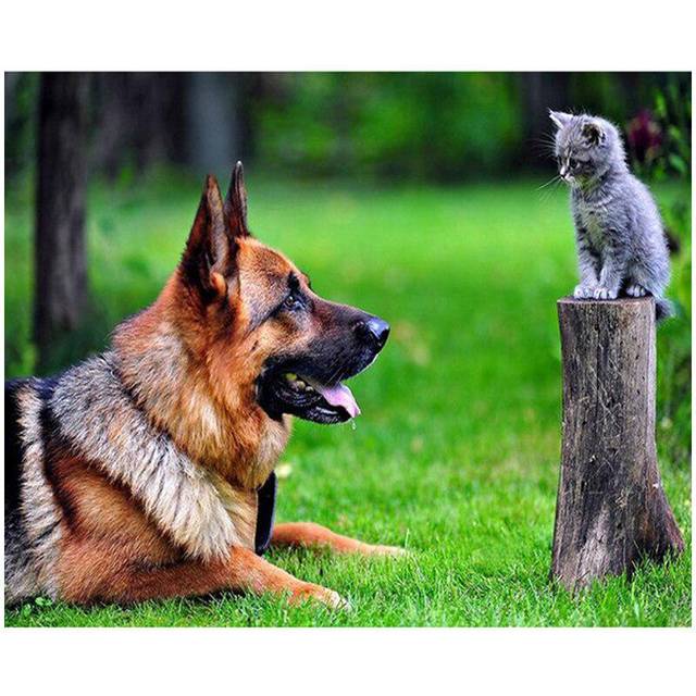 Diamond Painting Dog Cat Full Round Cross Stitch Pictures Cross Stitch Diamond Painting Home Decor 20X30CM