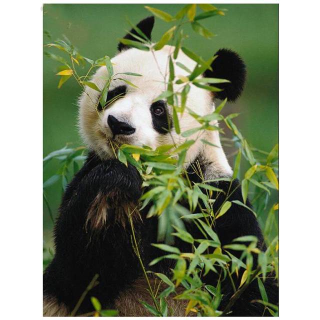 5D Full Round Drill Diy New Diamond Embroidery Mosaic Wall Painting Animal Cross Stitch 20X30CM