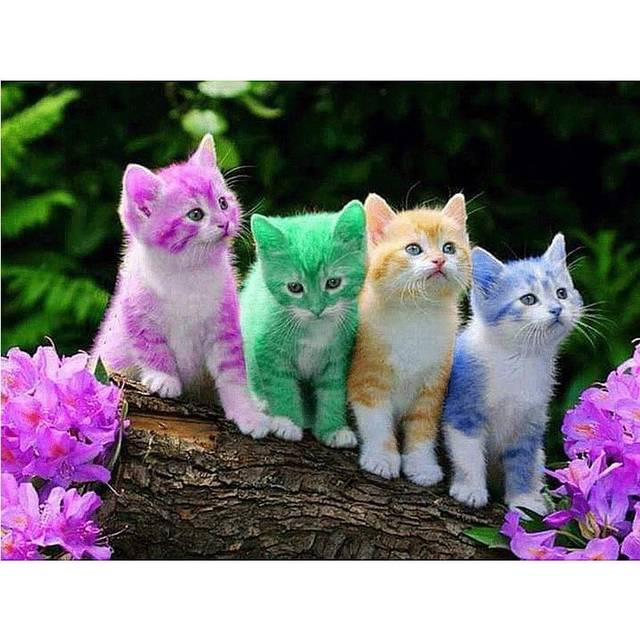 5D DIY Diamond Painting Coloured cat Embroidery Cross Stitch Rhinestone Mosaic Home Decor 20X30CM