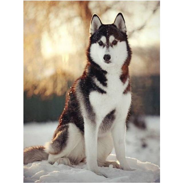 The Diamond Painting By Numbers of Wall Art Husky Dog DIY Wall Pictures for Living Room Decoration 20X30CM