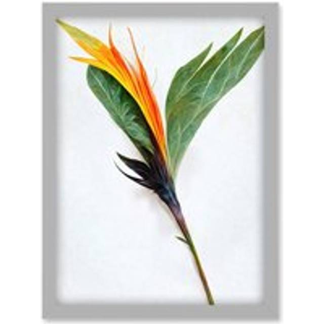 Single Bird Paradise Flower Stem With Orange Bloom Artwork Framed Wall Art Print A4 - Grey - One Size