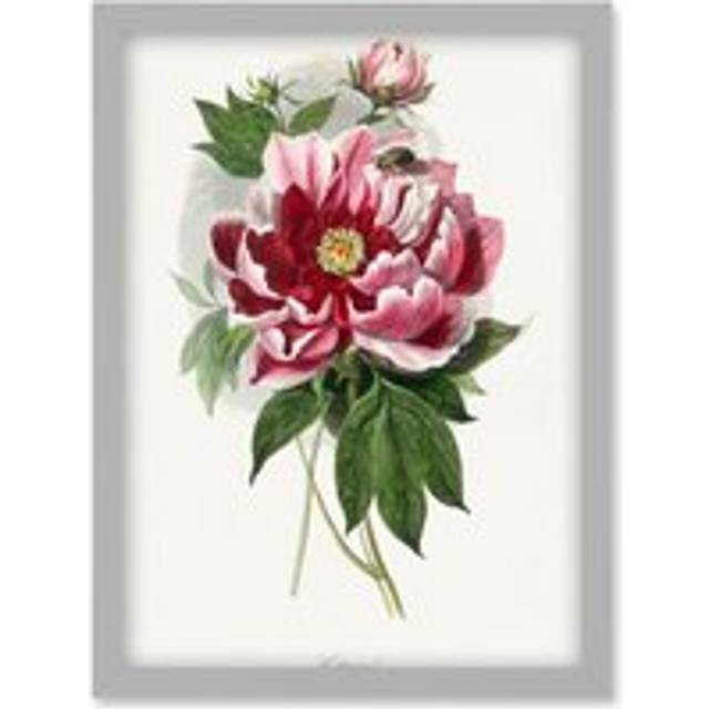 Vintage Pink Red Peony Bloom Flowers Floral Classic Pretty Illustration Artwork Framed Wall Art Print A4 - Grey - One Size