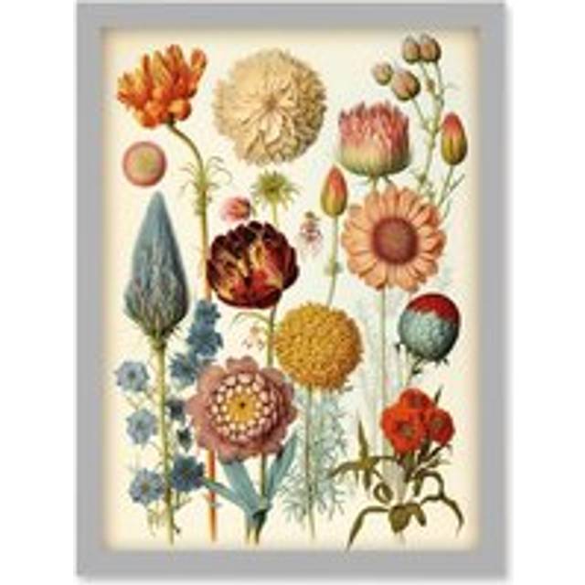 Vintage Botanical Illustration Ernst Haeckel Style Plant Study Modern Watercolour Painting Artwork Framed Wall Art Print A4 - Grey - One Size