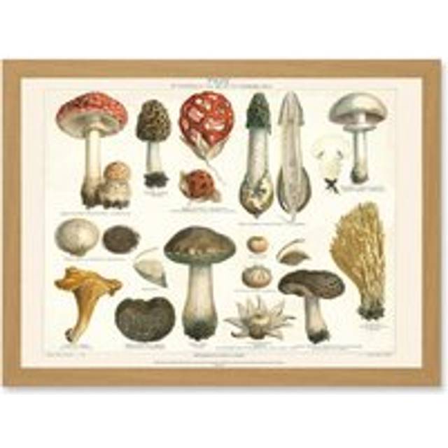 Meyers Fungus Mushrooms Toadstools Collection Artwork Framed Wall Art Print A4 - Tan - One Size