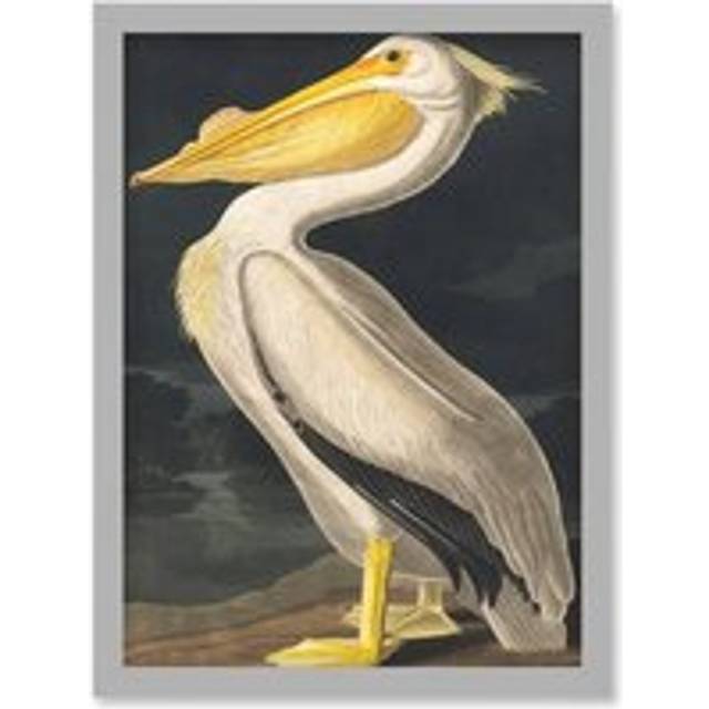 John James Audubon Style Pelican Bird Vintage Detailed Illustration Artwork Framed Wall Art Print A4 - Grey - One Size