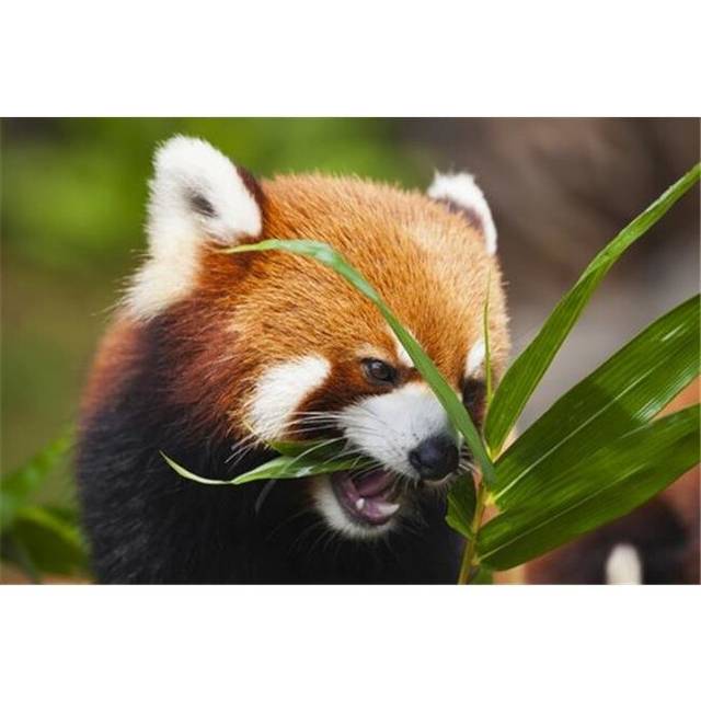 The Red Panda Ailurus Fulgens Or Shining Cat Is A Small Arboreal Mammal & Poster Print by Dave Fleetham, 36 x 24 - Large