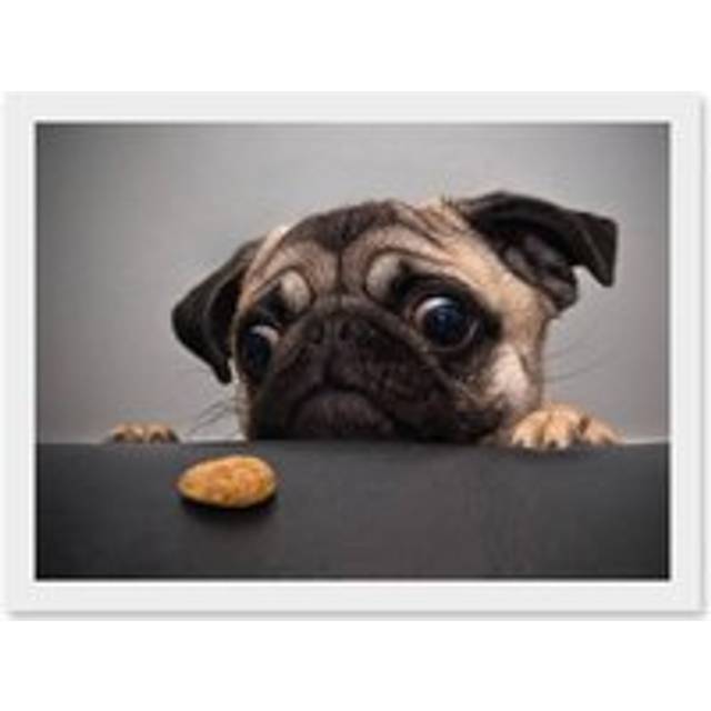 Animal Photo Pug Dog Treat Food Eyes Cute Artwork Framed Wall Art Print A4 - White - One Size
