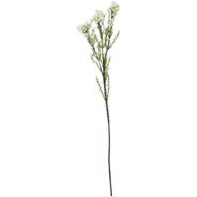 The Natural Garden Collection White Waxflower