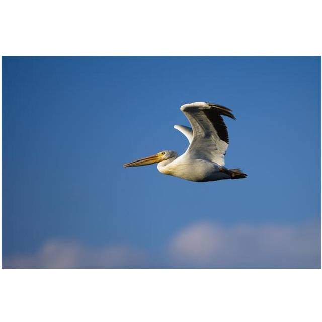 Flying Pelican Poster Print by Richard Wear, 34 x 22 - Large
