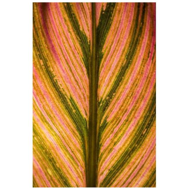 Close Up of A Colourful Leaf from A Tropical Plant - Maui Hawaii United States of America Poster Print by Scott Mead, 12 x 19
