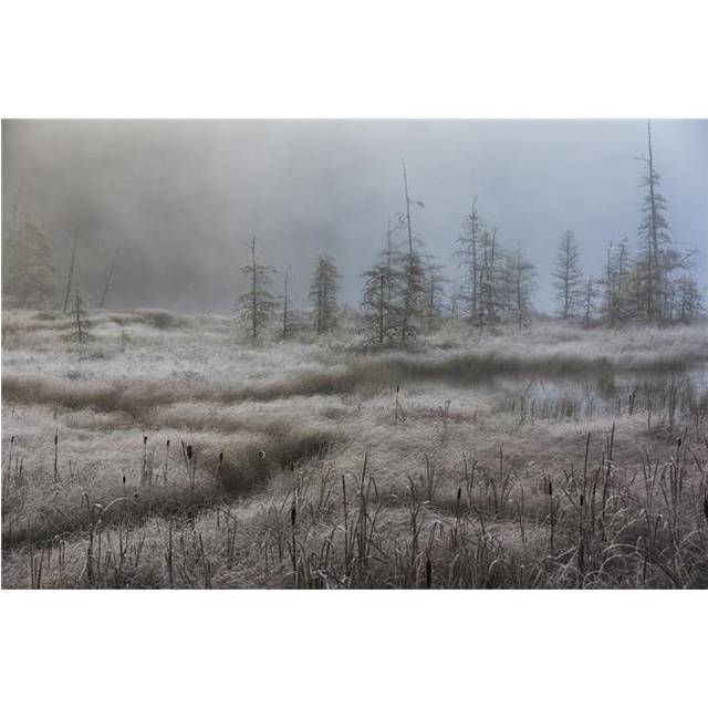 Early Morning Mist Over A Small Pond Along The Rock Lake Road Algonquin Park - Ontario Canada Poster Print - 19 x 12 in.