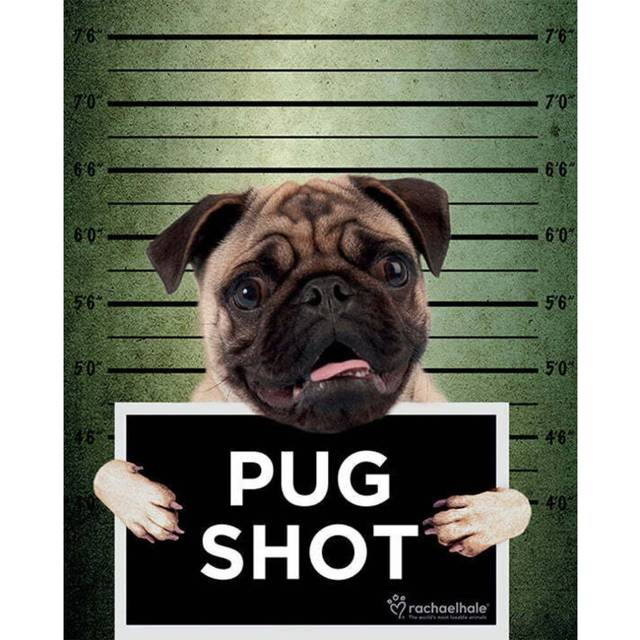 Rachael Hale Pug Shot Banjo Poster