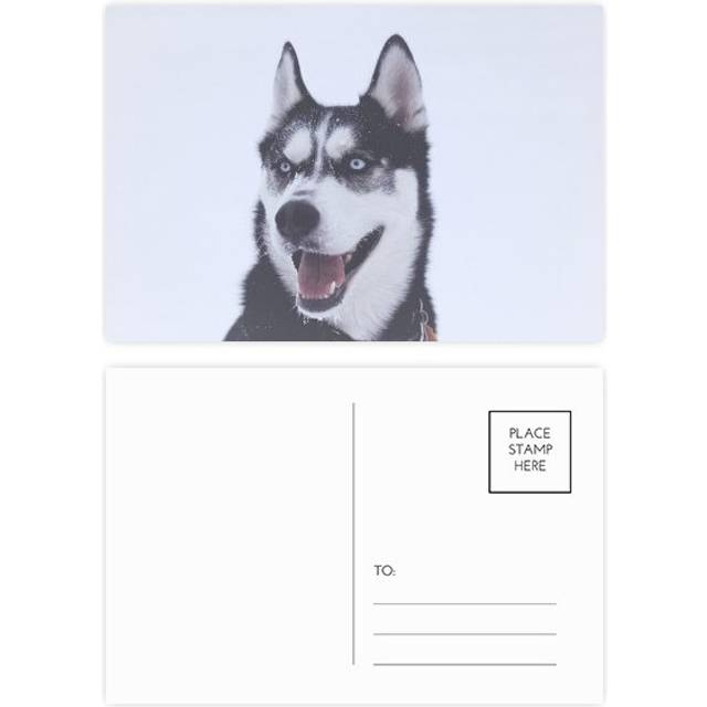 big dog snow hupicture postcard set birthday mailing thanks greeting card