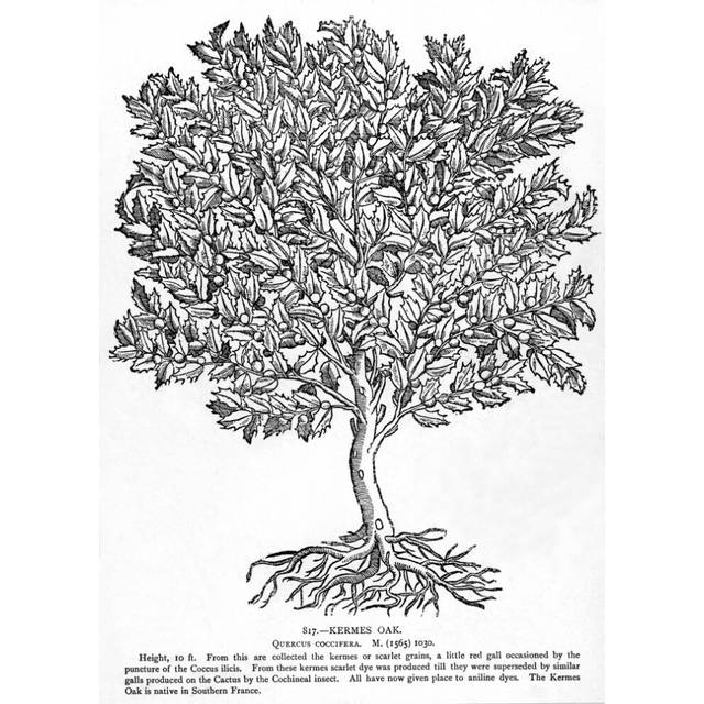 Kermes Oak Tree N(Quercus Coccifera) Native To Southern France The Kermes Was Used To Produce Scarlet Dye Poster Print by (18 x 24)
