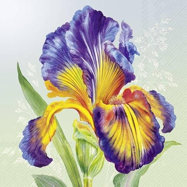 Iris Flower Ihr Paper Table Napkins 33 Cm Square 3 Ply Lunch Napkins