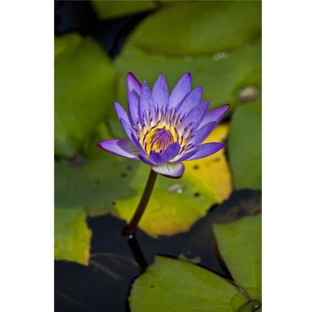 A Purple Lily Blossoming - Maui Hawaii United States of America Poster Print by Scott Mead, 12 x 19