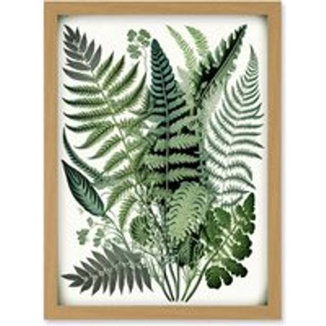 Haeckel Style Fern Fronds Watercolour Illustration Artwork Framed Wall Art Print A4 - Tan - One Size