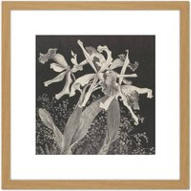 Hoytema Orchids Flower Petals Plant Bw Drawing 8X8 Inch Square Wooden Framed Wall Art Print Picture with Mount - Tan - One Size