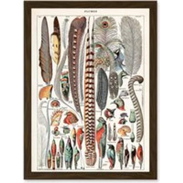 Millot Encyclopedia vintage Birds Feathers Plumage Nature Artwork Framed Wall Art Print A4 - Brown - One Size