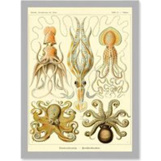 Nature Ernst Haeckel Octopus Biology Sea Underwater A4 Artwork Framed Wall Art Print - Grey - One Size