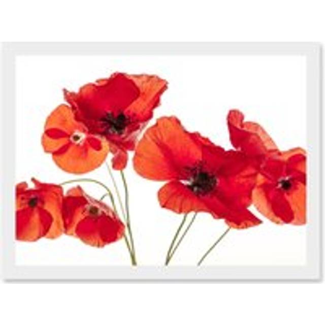 Photo Nature Flower Poppy Heads Red Petals A4 Artwork Framed Wall Art Print - White - One Size