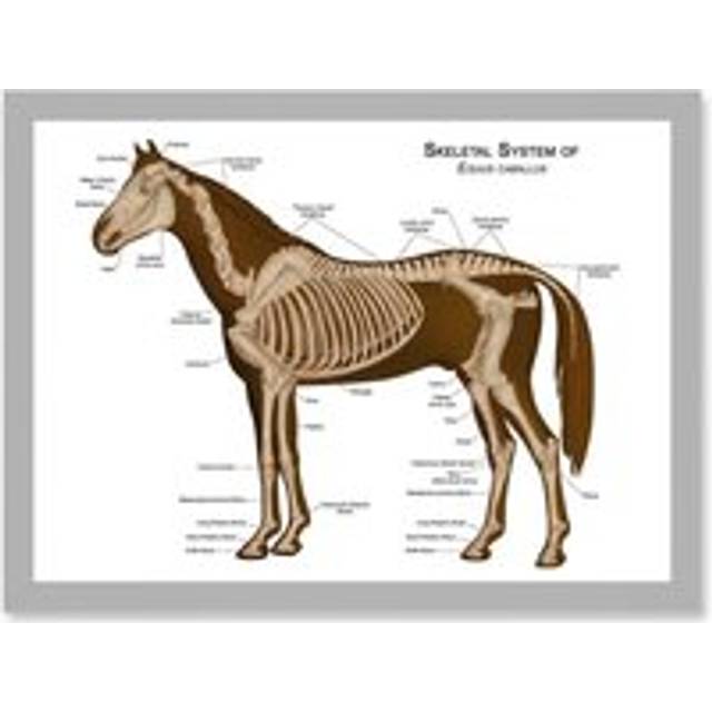 Horse Anatomy Diagram Vets Animals Skeleton Bones A4 Artwork Framed Wall Art Print - Grey - One Size