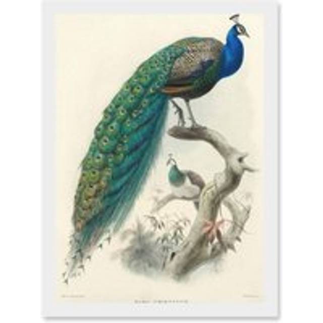 Animal Peacock Bird Scientific Pavo Cristatus A4 Artwork Framed Wall Art Print - White - One Size