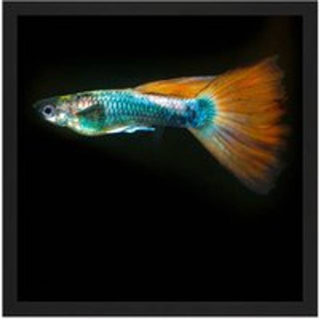 Wall Art Print Warby Guppy Fish Sea Ocean Photo Square Framed Picture 16X16 Inch - Black - W16 inch x H16 inch