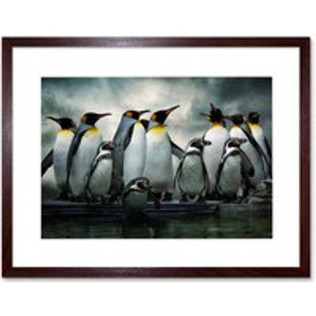 Emperor Penguin Birds Nature Animal Wildlife Photograph Artwork Framed Wall Art Print 12X16 Inch - Brown - One Size