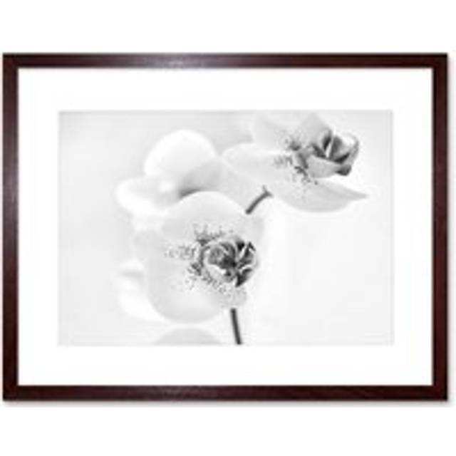 Orchid Flower Petal Blooms Black and White Floral Elegant Nature Photograph Artwork Framed Wall Art Print 12X16 Inch - Brown - One Size