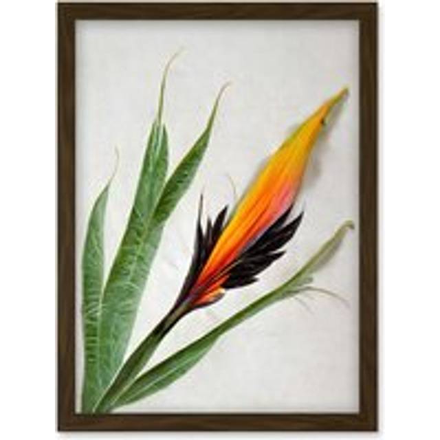 Bird of Paradise Tropical Plant Flower and Leaves Illustration on White Artwork Framed Wall Art Print A4 - Brown - One Size
