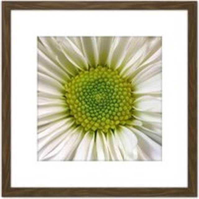 DeSousa White Chrysanthemum Flower Photo 8X8 Inch Square Wooden Framed Wall Art Print Picture with Mount - Brown - One Size