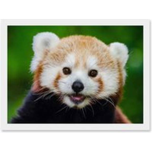 Cute Animal Photo Red Panda Bear Cat Portrait Artwork Framed Wall Art Print A4 - White - One Size