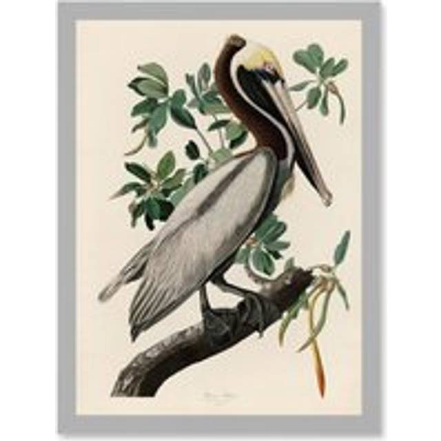 Audubon Birds America Brown Pelican Nature Animals Artwork Framed Wall Art Print A4 - Grey - One Size