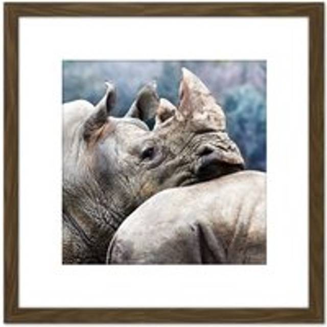 Marion Rhinoceros Leaning Head Animal Wildlife Photo 8X8 Inch Square Wooden Framed Wall Art Print Picture with Mount - Brown - One Size