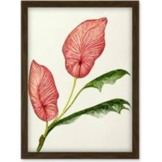 Pink Laceleaf Tropical Leaf Anthurium Botanical Artwork Framed Wall Art Print A4 - Brown - One Size