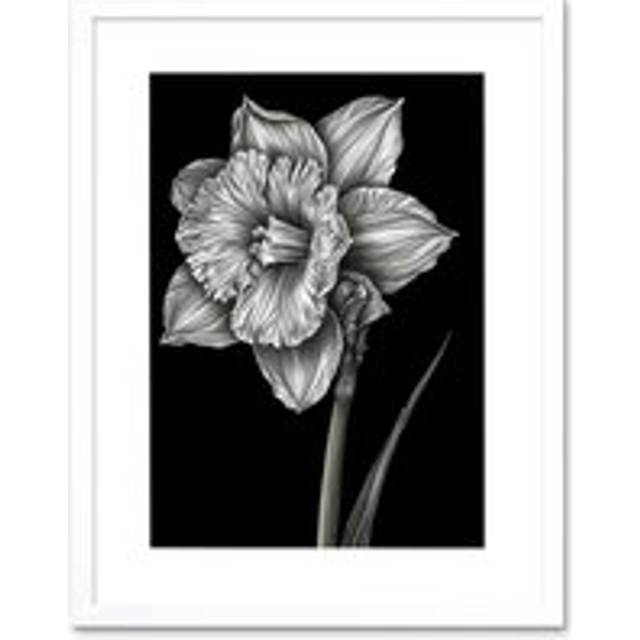 Wall Art Print Daffodil Flower Black and White Pencil Drawing Artwork Framed 9X7 Inch - W7 inch x H9 inch