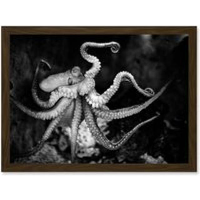 Animal Photo Aquatic Marine Octopus Black White Artwork Framed Wall Art Print A4 - Brown - One Size