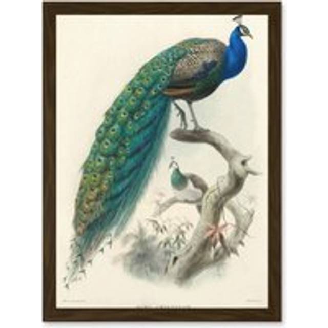 Animal Peacock Bird Scientific Pavo Cristatus A4 Artwork Framed Wall Art Print - Brown - One Size