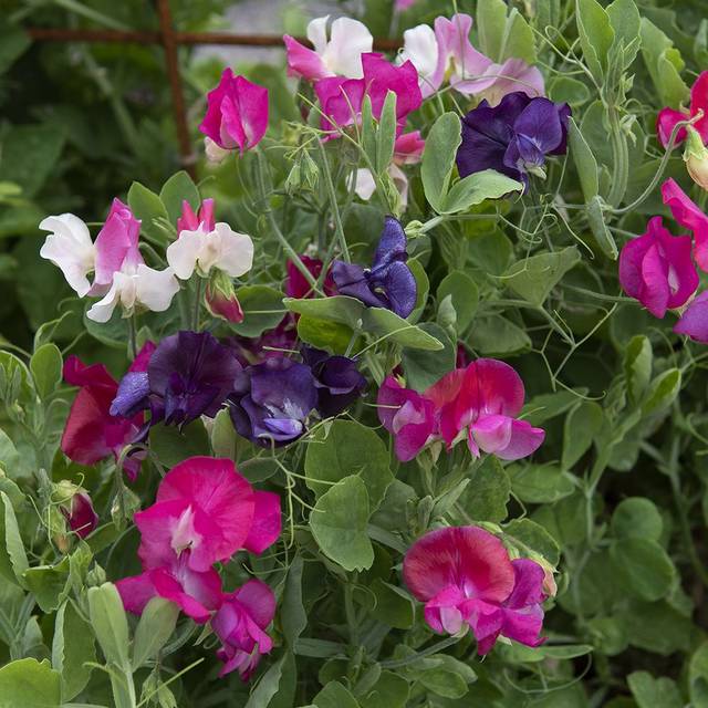 Dvärgluktärt Patio Mixed